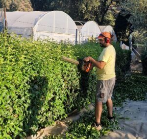 jardineros en jaén de mantenimiento de jardines