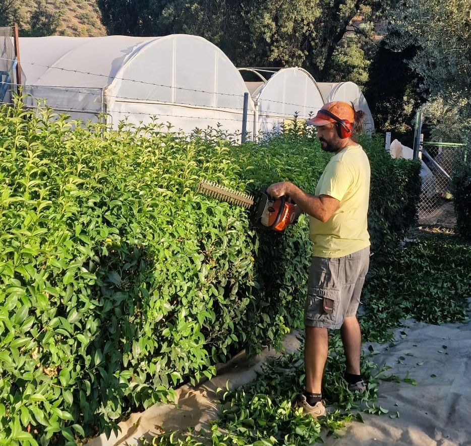 jardineros en jaén de mantenimiento de jardines