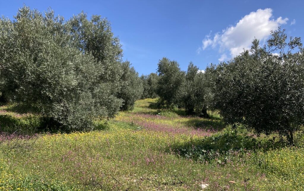 Olivar Ecológico Sierra de Segura