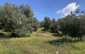 Olivar Ecológico Sierra de Segura