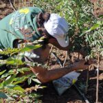Servicios agrícolas, paisajísticos y de jardinería