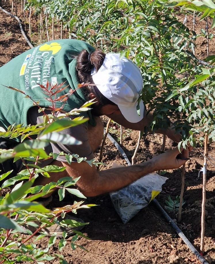 Servicios agrícolas, paisajísticos y de jardinería